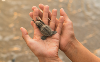 5 Ocean Conservation Volunteer Programs in the Caribbean