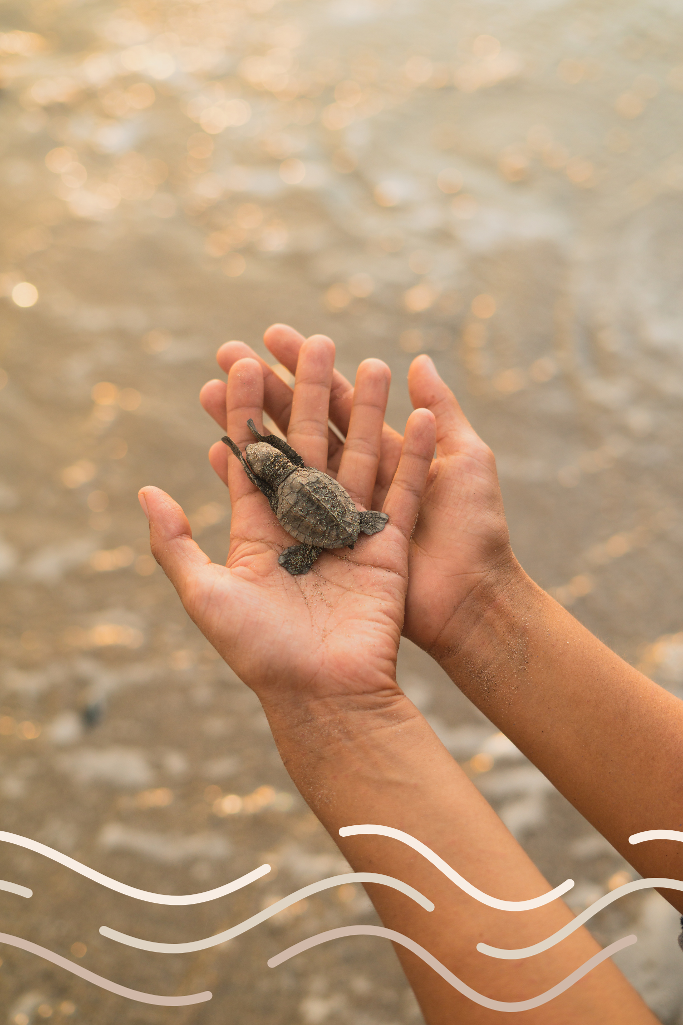 Ocean conservation volunteer programs