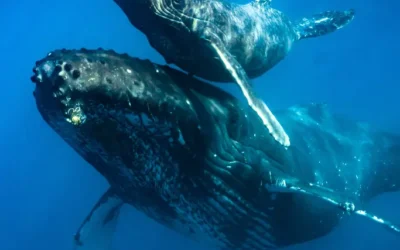 Costa Rica Whale Watching Season: Where and When